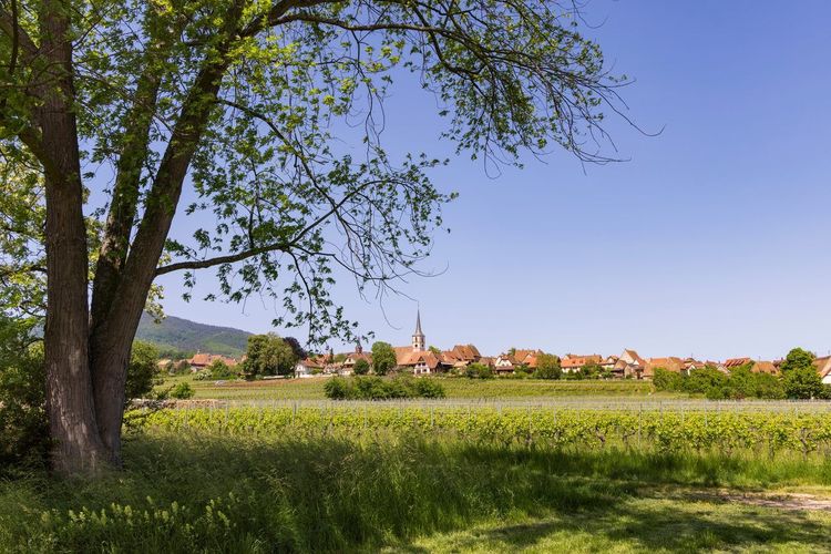 Mittelbergheim village