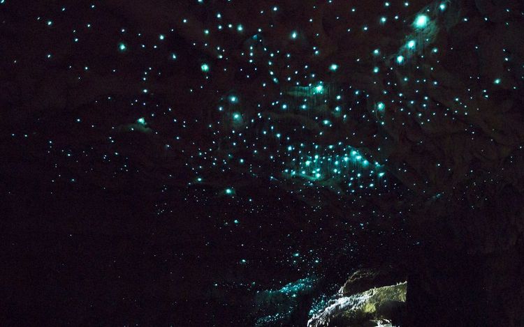 grottes-waitomo