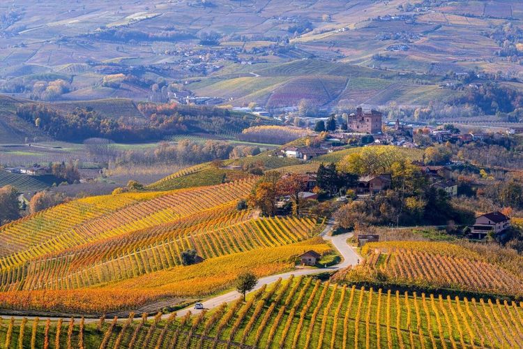 Langhe vignobles