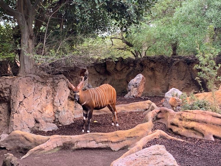 Touroparc zoo