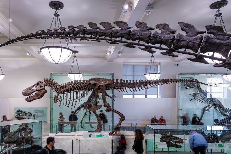 musée histoire naturelle enfants