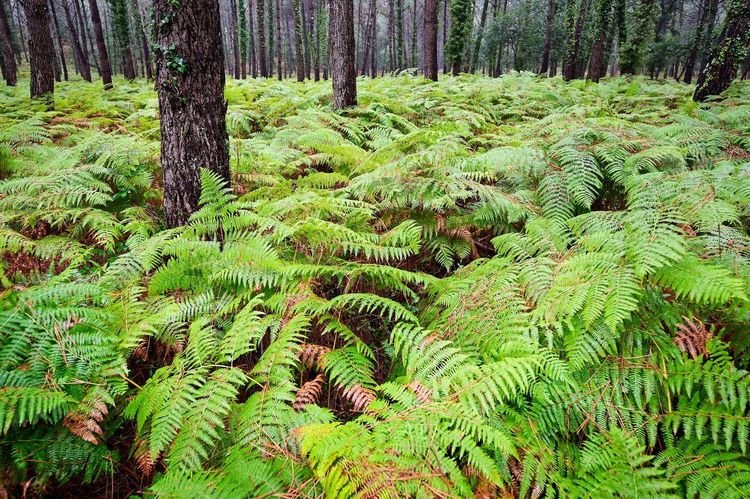Parc naturel régional