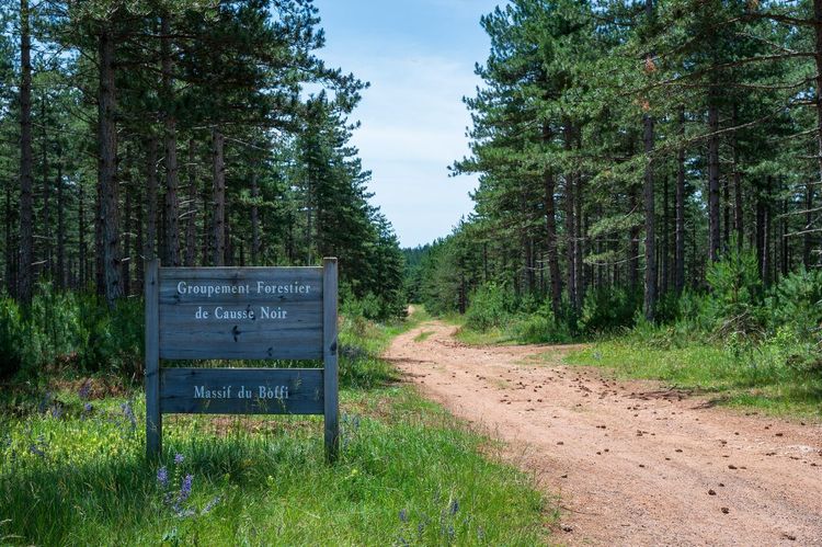 biodiversité massif forestier