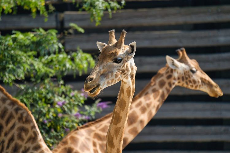 Zoo de Vincennes
