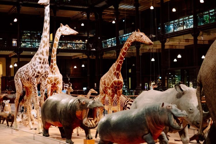 Grande Galerie de l'Évolution