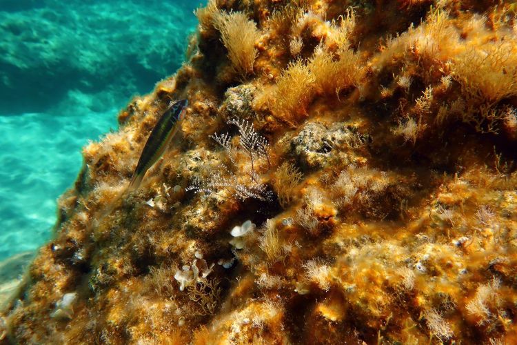 snorkeling Méditerranée Corse