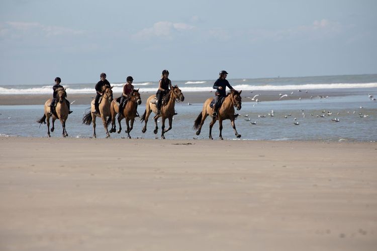 cheval plage Le Touquet