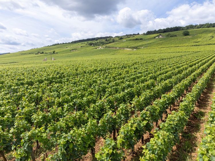 Vignoble Côte de Beaune
