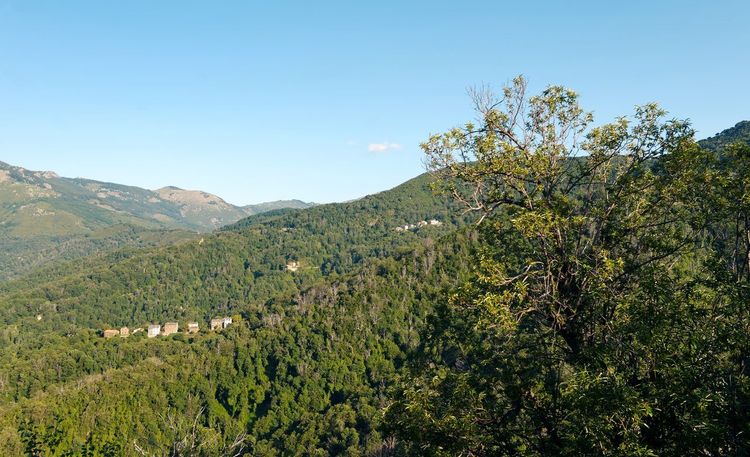 Castagniccia forêt châtaigniers