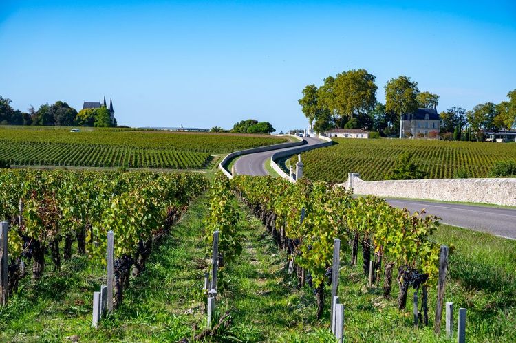 Vignoble Pauillac Médoc