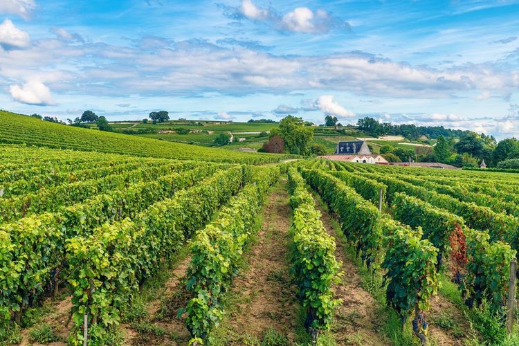 Saint-Émilion vignes