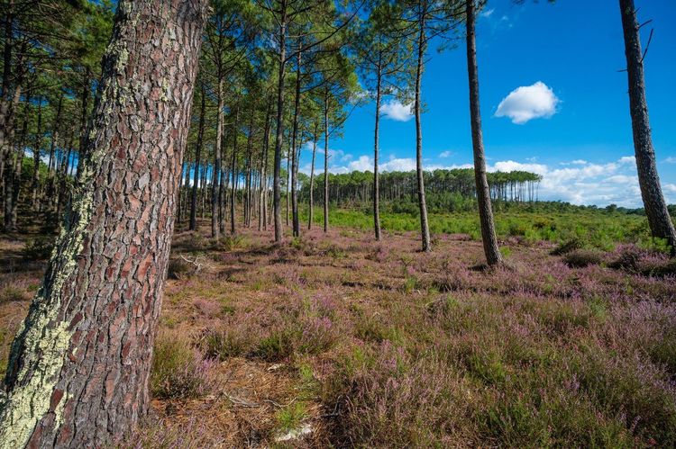 Forêt de pins landaise