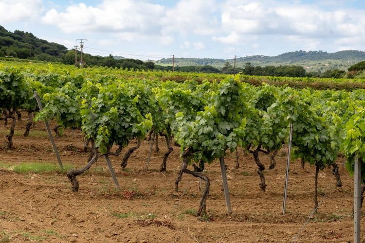vignoble AOC Luberon