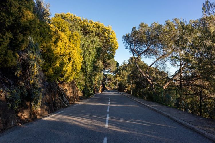Bormes-les-Mimosas mimosas
