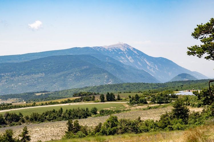 Mont Ventoux lavande