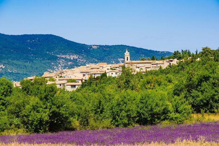Lavande Sault Vaucluse