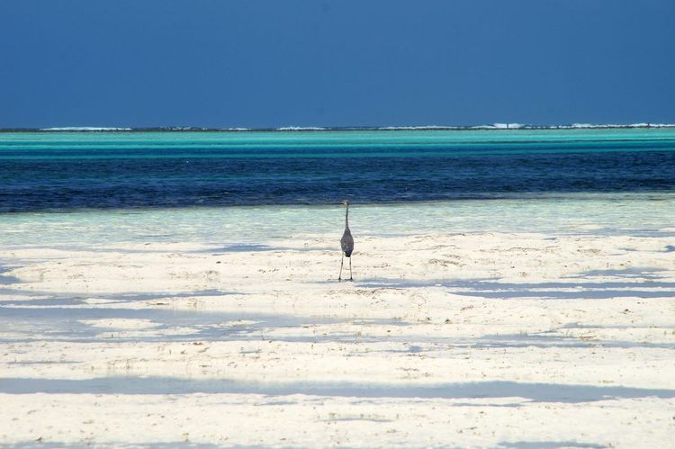 Plage de Jambiani