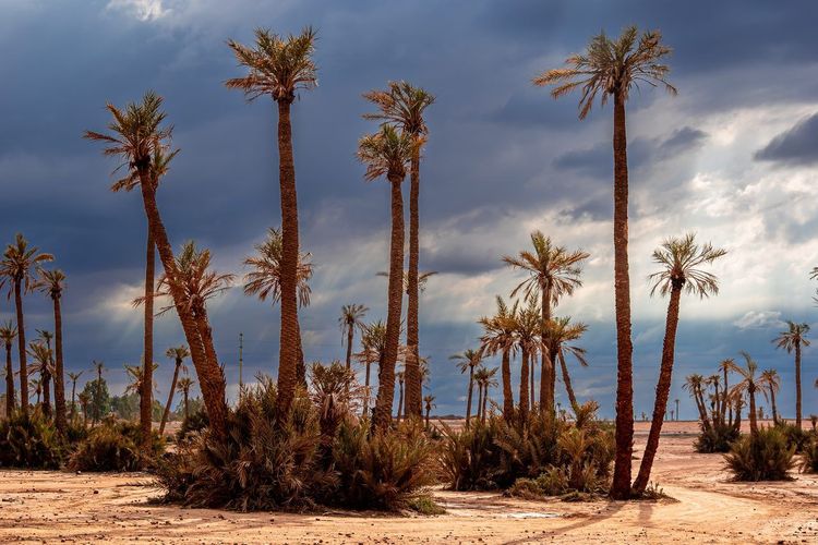 Marrakech climat saisons