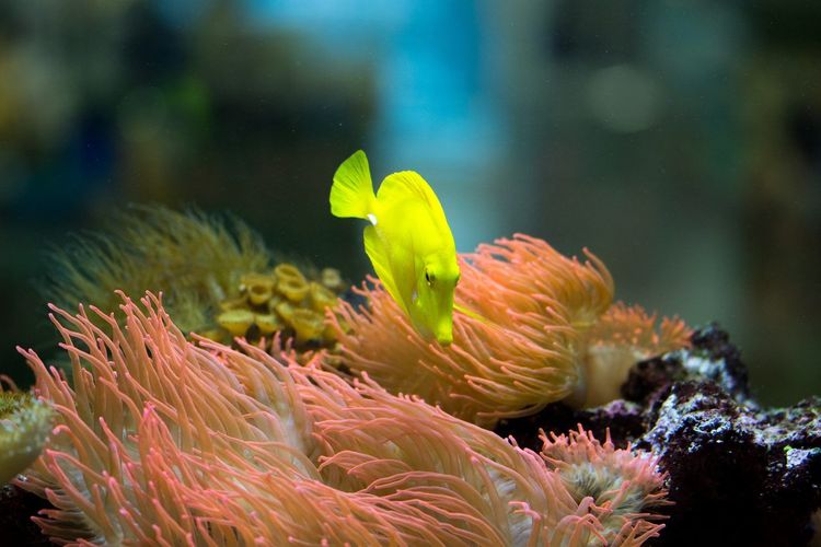 Kelly Tarlton's Aquarium