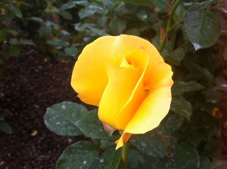Parnell Rose Garden