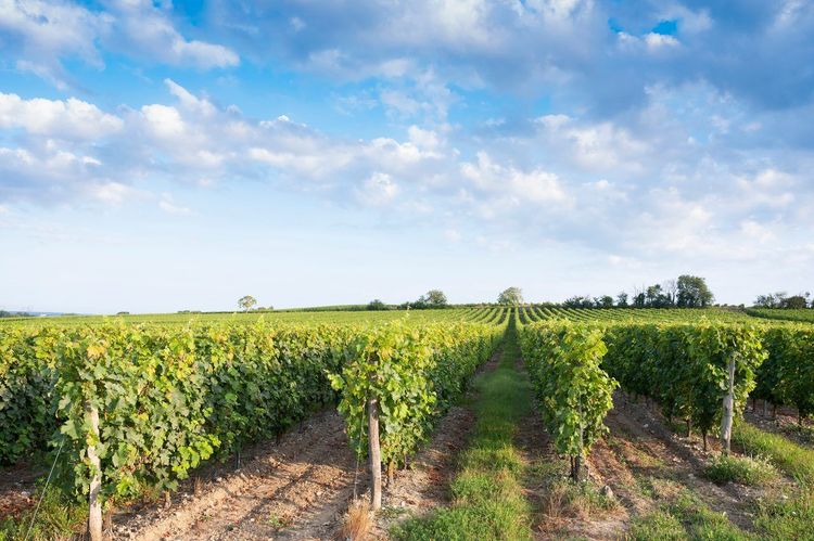 vignoble Anjou-Saumur
