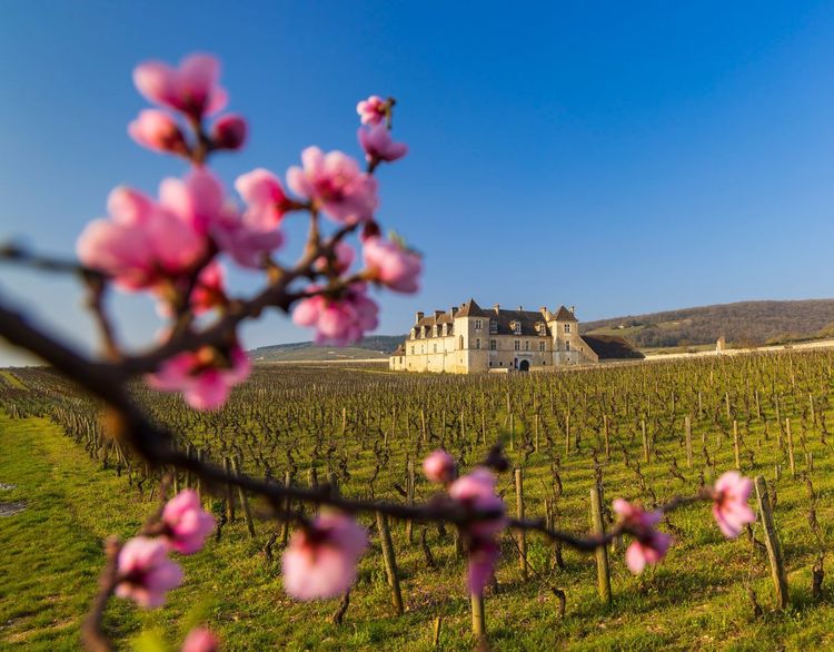 Château du Clos de Vougeot