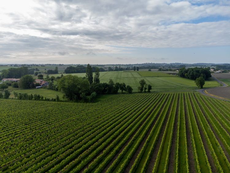 vignoble Cognac