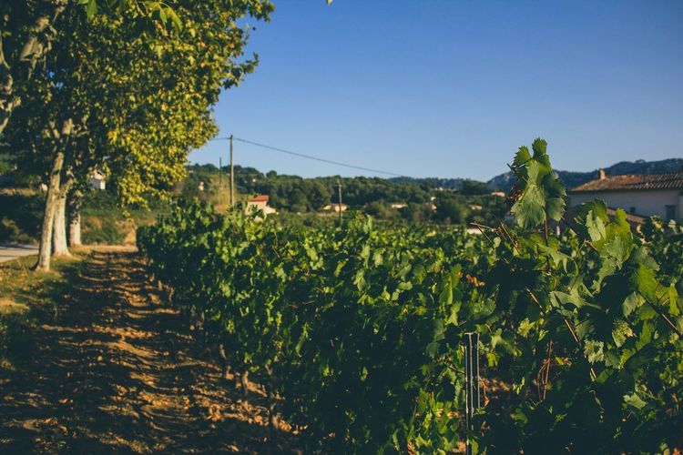 Bandol vignoble
