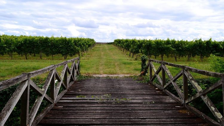 Vignoble Blaye