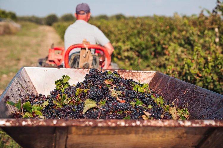 vignes Primitivo