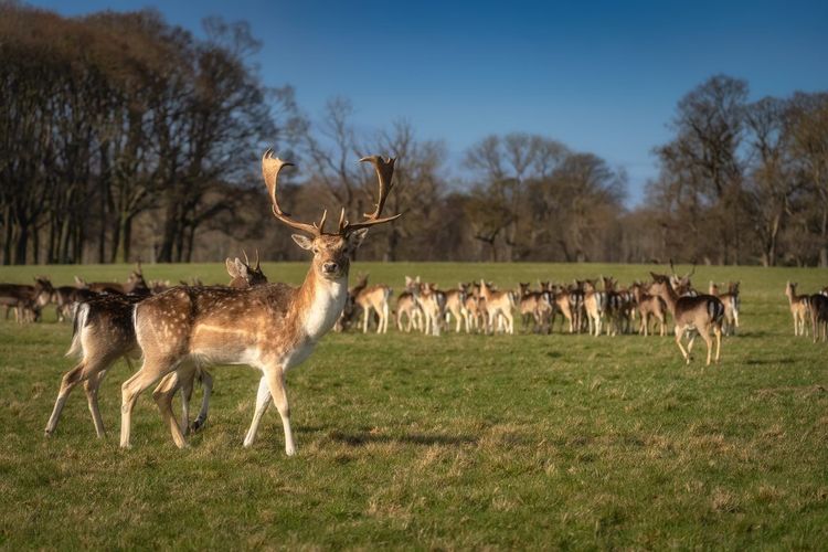 Phoenix Park Dublin