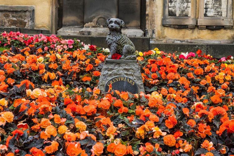 Greyfriars Bobby