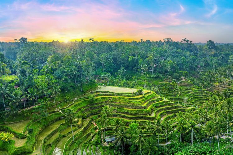 Rizières Bali
