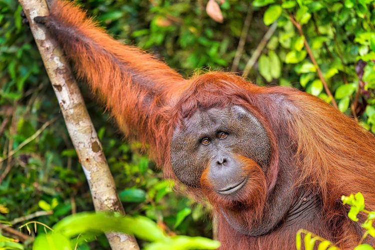 Parc national Tanjung Puting