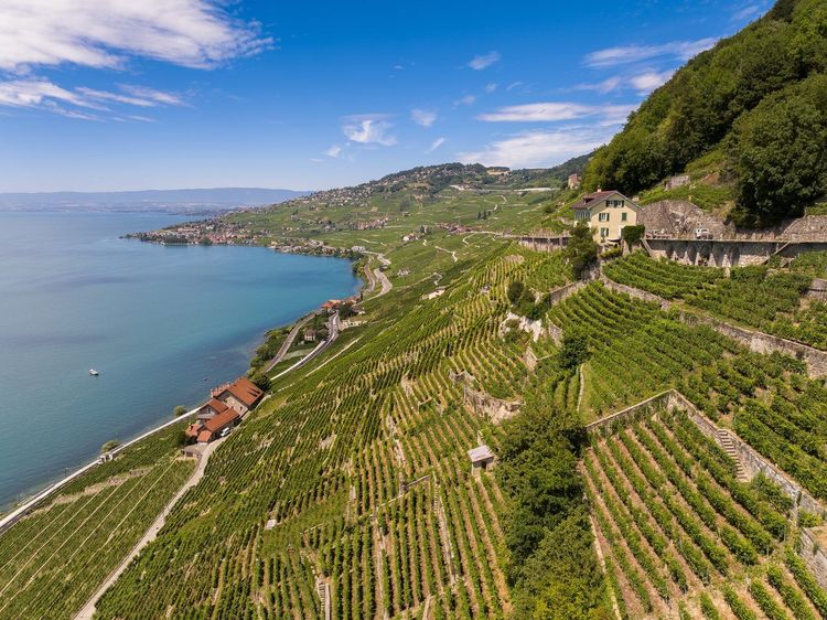 Vignobles de Lavaux