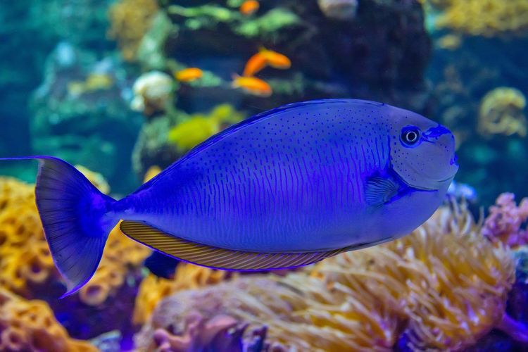 Aquatis aquarium Lausanne