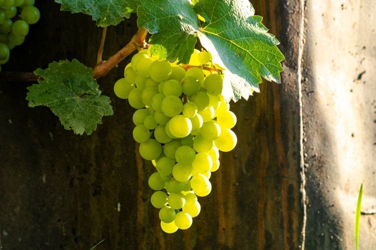 raisin-muscadet