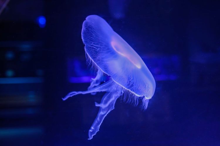 Aquarium de Lyon