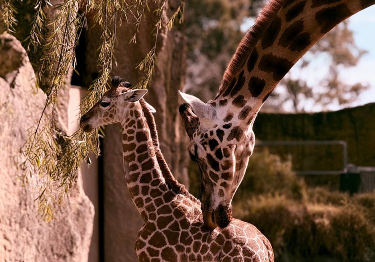 Zoo de Melbourne
