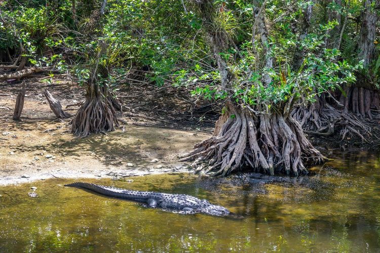 Parc des Everglades