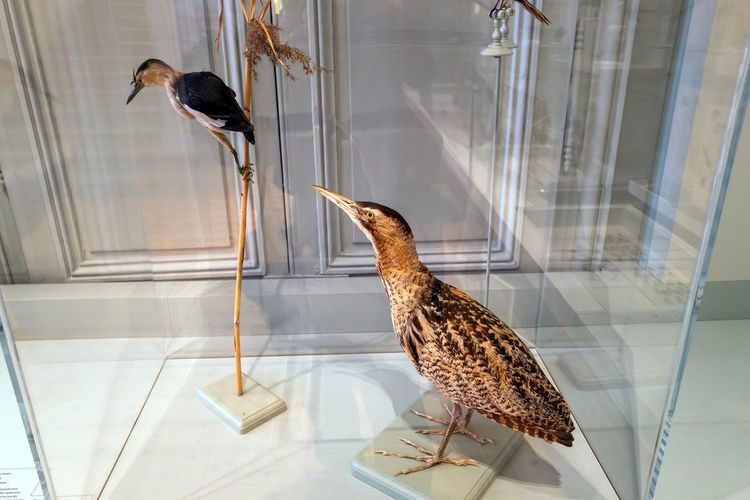Muséum d'Histoire Naturelle La Rochelle