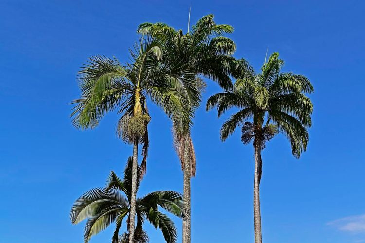 Jardin botanique São Paulo