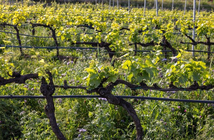 Valpolicella vignobles
