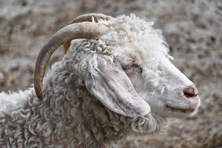 chèvre angora mohair