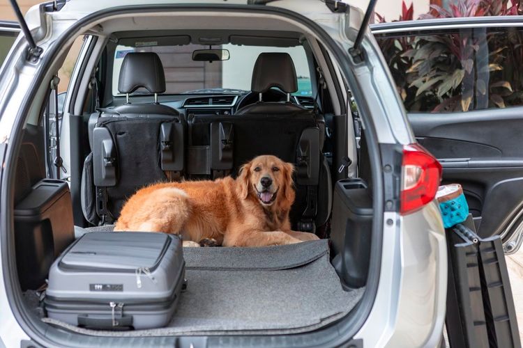 chien en voiture voyage