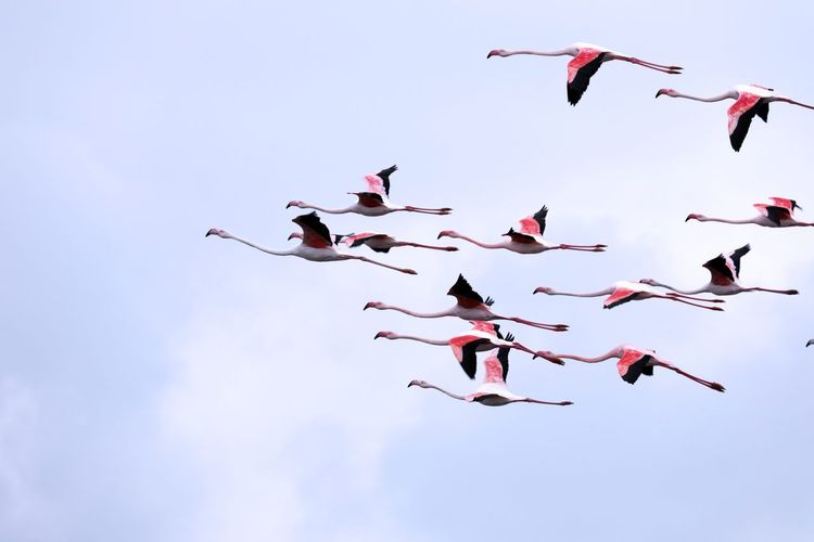 Réserve naturelle Camargue