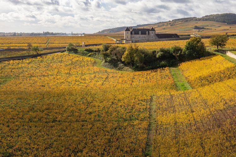 Côte de Nuits vignoble
