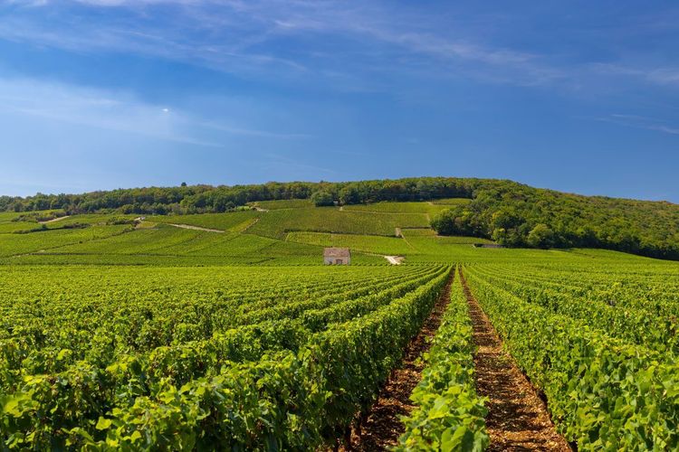 Clos de Vougeot