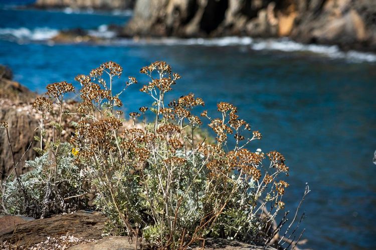 Calanques Hyères