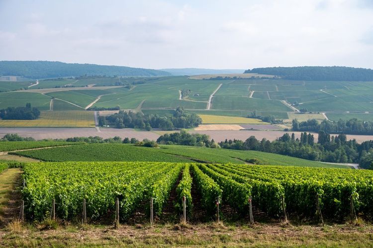 Côte des Bar vignes